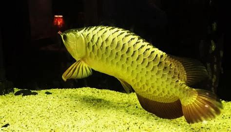 銀龍魚飼養|長帶精靈！銀龍魚飼養技巧全攻略